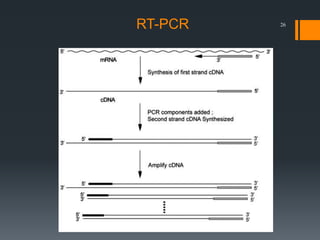26RT-PCR
 