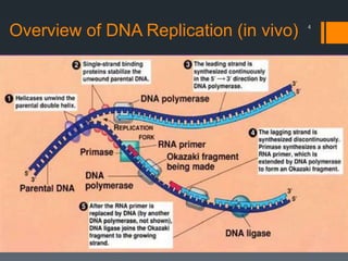 4
Overview of DNA Replication (in vivo)
 