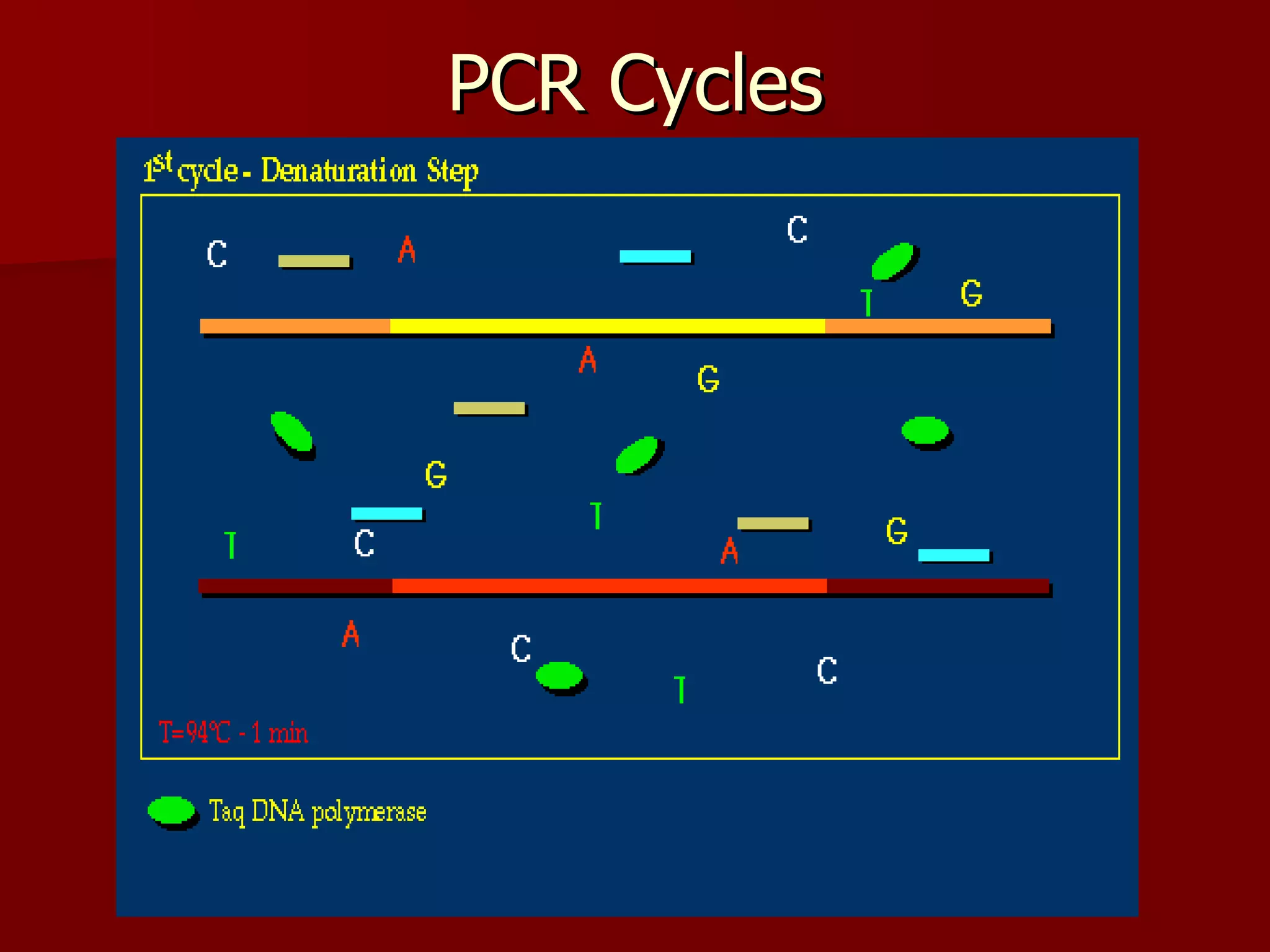 PCR Cycles 
