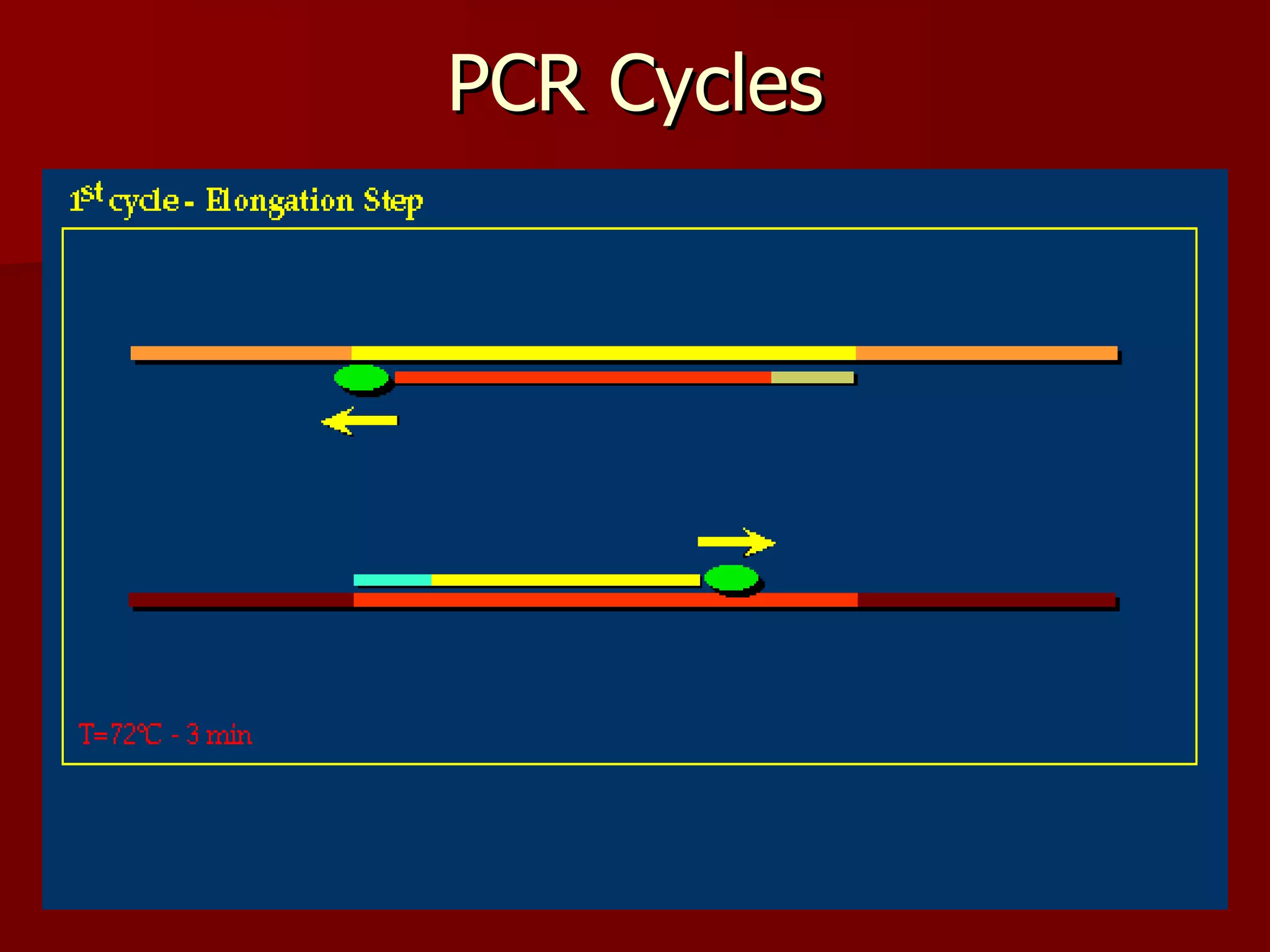 PCR Cycles 