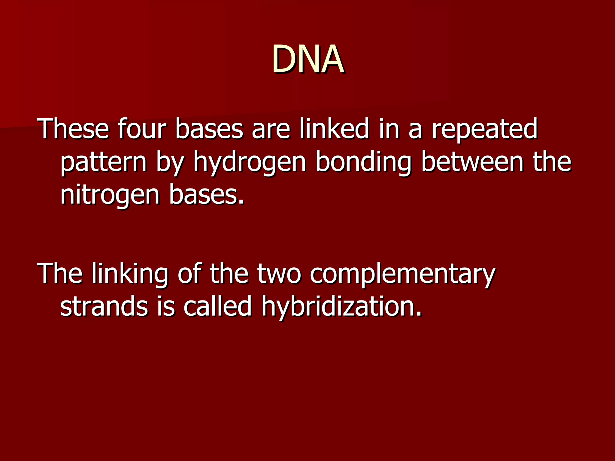 DNA These four bases are linked in a repeated pattern by hydrogen bonding between the nitrogen bases. The linking of the two complementary strands is called hybridization. 