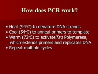 How does PCR work? Heat (94 o C) to denature DNA strands Cool (54 o C) to anneal primers to template Warm (72 o C) to activate Taq  Polymerase,  which extends primers and replicates DNA Repeat multiple cycles 