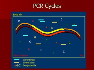 PCR Cycles 