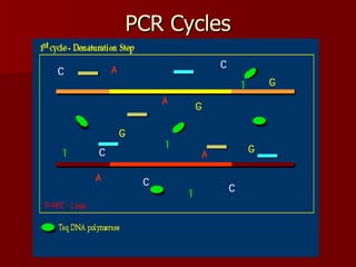PCR Cycles 