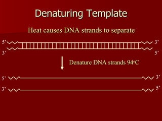 Denaturing Template Heat causes DNA strands to separate Denature DNA strands 94 o C 3’ 5’ 5’ 3’ 5’ 3’ 3’ 5’ 