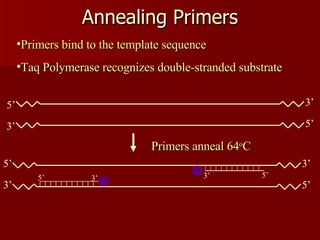 Annealing Primers Primers bind to the template sequence Taq Polymerase recognizes double-stranded substrate 3’ 5’ Primers anneal 64 o C 3’ 5’ 3’ 5’ 5’ 3’ 3’ 5’ 5’ 3’ 