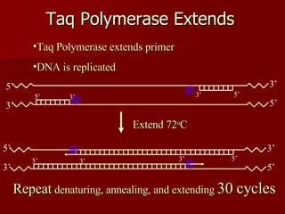 Taq Polymerase Extends 3’ 5’ 3’ 5’ Extend 72 o C 3’ 5’ 3’ 5’ Taq Polymerase extends primer DNA is replicated Repeat  denaturing, annealing, and extending  30 cycles 3’ 5’ 3’ 5’ 5’ 3’ 5’ 3’ 
