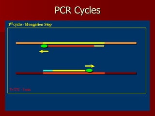 PCR Cycles 