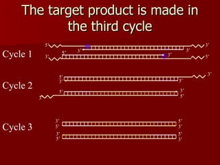 The target product is made in the third cycle 3 ’ 5’ 3 ’ 5’ 3’ Cycle 1 Cycle 2 Cycle 3 3’ 5’ 5’ 3’ 5’ 5’ 3’ 5’ 3’ 5’ 3’ 3’ 3’ 3’ 3’ 5’ 5’ 5’ 5’ 