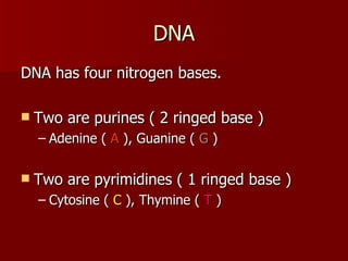DNA DNA has four nitrogen bases. Two are purines ( 2 ringed base ) Adenine (  A  ), Guanine (  G  ) Two are pyrimidines ( 1 ringed base ) Cytosine (  C  ), Thymine (  T  ) 