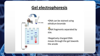 Disponível em: <http://www.slideshare.net/jmgrigg/organ-transplantation-and-the-hla-system-lecture-28091691>
 