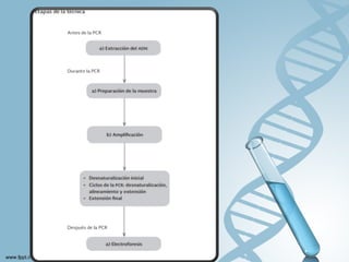  Reacción en cadena de la polimerasa (PCR)
