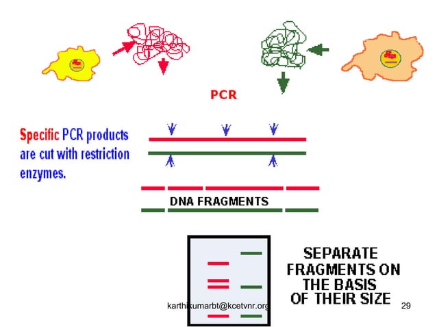 Core Sample Pcr Top 10 Pcr Applications | PCR Techniques and Their Clinical ...