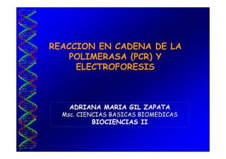 REACCION EN CADENA DE LA
    POLIMERASA (PCR) Y
     ELECTROFORESIS



    ADRIANA MARIA GIL ZAPATA
  Msc. CIENCIAS BASICAS BIOMEDICAS
          BIOCIENCIAS II
 