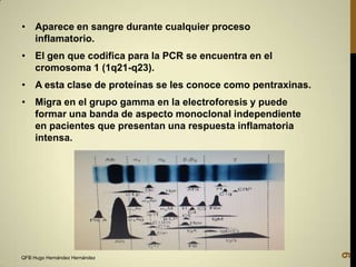 • Aparece en sangre durante cualquier proceso
inflamatorio.
• El gen que codifica para la PCR se encuentra en el
cromosoma 1 (1q21-q23).
• A esta clase de proteínas se les conoce como pentraxinas.

QFB Hugo Hernández Hernández

9

• Migra en el grupo gamma en la electroforesis y puede
formar una banda de aspecto monoclonal independiente
en pacientes que presentan una respuesta inflamatoria
intensa.

 