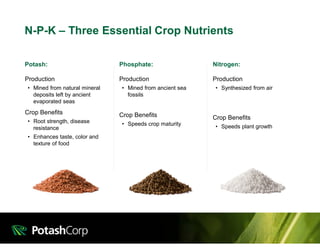 N-P-K – Three Essential Crop Nutrients
Potash:
Production
• Mined from natural mineral
deposits left by ancient
evaporated seas
Crop Benefits
• Root strength, disease
resistance
• Enhances taste, color and
texture of food
Phosphate:
Production
• Mined from ancient sea
fossils
Crop Benefits
• Speeds crop maturity
Nitrogen:
Production
• Synthesized from air
Crop Benefits
• Speeds plant growth
 
