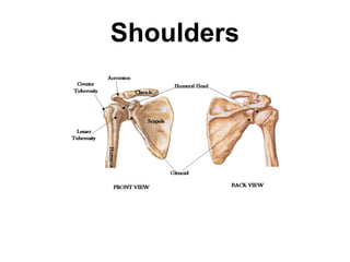 Shoulders 
 