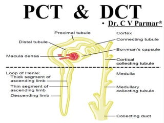 PCT & DCT• Dr. C V Parmar*
 