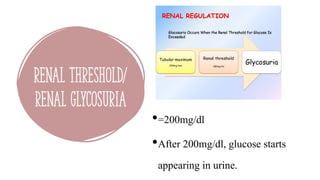 RENAL THRESHOLD/
RENAL GLYCOSURIA
•=200mg/dl
•After 200mg/dl, glucose starts
appearing in urine.