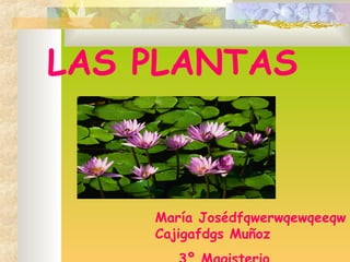LAS PLANTAS
María Josédfqwerwqewqeeqw
Cajigafdgs Muñoz
 