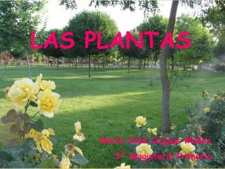 LAS PLANTAS
María José Cajigas Muñoz
3º Magisterio Primaria
 