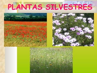 PLANTAS SILVESTRES 