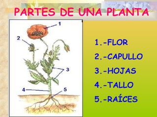 PARTES DE UNA PLANTA 1.-FLOR 2.-CAPULLO 3.-HOJAS 4.-TALLO 5.-RAÍCES 