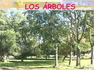LOS ÁRBOLES 