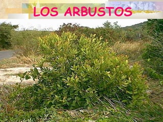 LOS ARBUSTOS 