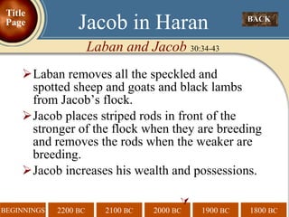 Laban removes all the speckled and   spotted sheep and goats and black lambs from Jacob’s flock. Jacob places striped rods in front of the stronger of the flock when they are breeding and removes the rods when the weaker are breeding. Jacob increases his wealth and possessions.  BACK  Jacob in Haran Laban and Jacob  30:34-43 Title Page 