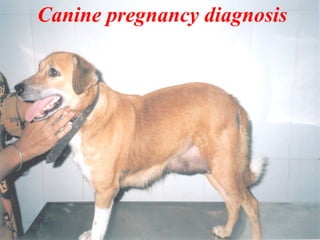 Canine pregnancy diagnosis
 