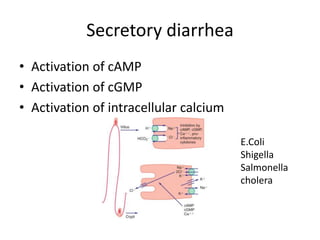 Secretory diarrhea
• Activation of cAMP
• Activation of cGMP
• Activation of intracellular calcium
E.Coli
Shigella
Salmonella
cholera
 