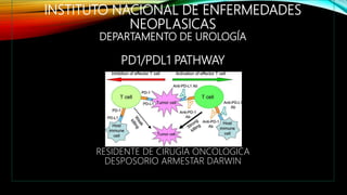 INSTITUTO NACIONAL DE ENFERMEDADES
NEOPLASICAS
DEPARTAMENTO DE UROLOGÍA
PD1/PDL1 PATHWAY
RESIDENTE DE CIRUGÍA ONCOLOGICA
DESPOSORIO ARMESTAR DARWIN
 