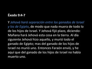 Éxodo 9:4-7
Y Jehová hará separación entre los ganados de Israel
y los de Egipto, de modo que nada muera de todo lo
de los hijos de Israel. Y Jehová fijó plazo, diciendo:
Mañana hará Jehová esta cosa en la tierra. Al día
siguiente Jehová hizo aquello, y murió todo el
ganado de Egipto; mas del ganado de los hijos de
Israel no murió uno. Entonces Faraón envió, y he
aquí que del ganado de los hijos de Israel no había
muerto uno.

 