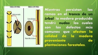Mientras persistan las
ramas en el tronco de un
árbol, la madera producida
tendrá nudos, los cuales
son los defectos más
comunes que afectan la
calidad de la madera
proveniente de
plantaciones forestales.
 