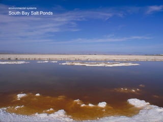 environmental systems South Bay Salt Ponds 