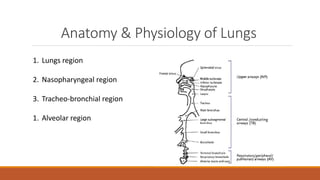 Anatomy & Physiology of Lungs
1. Lungs region
2. Nasopharyngeal region
3. Tracheo-bronchial region
1. Alveolar region
 