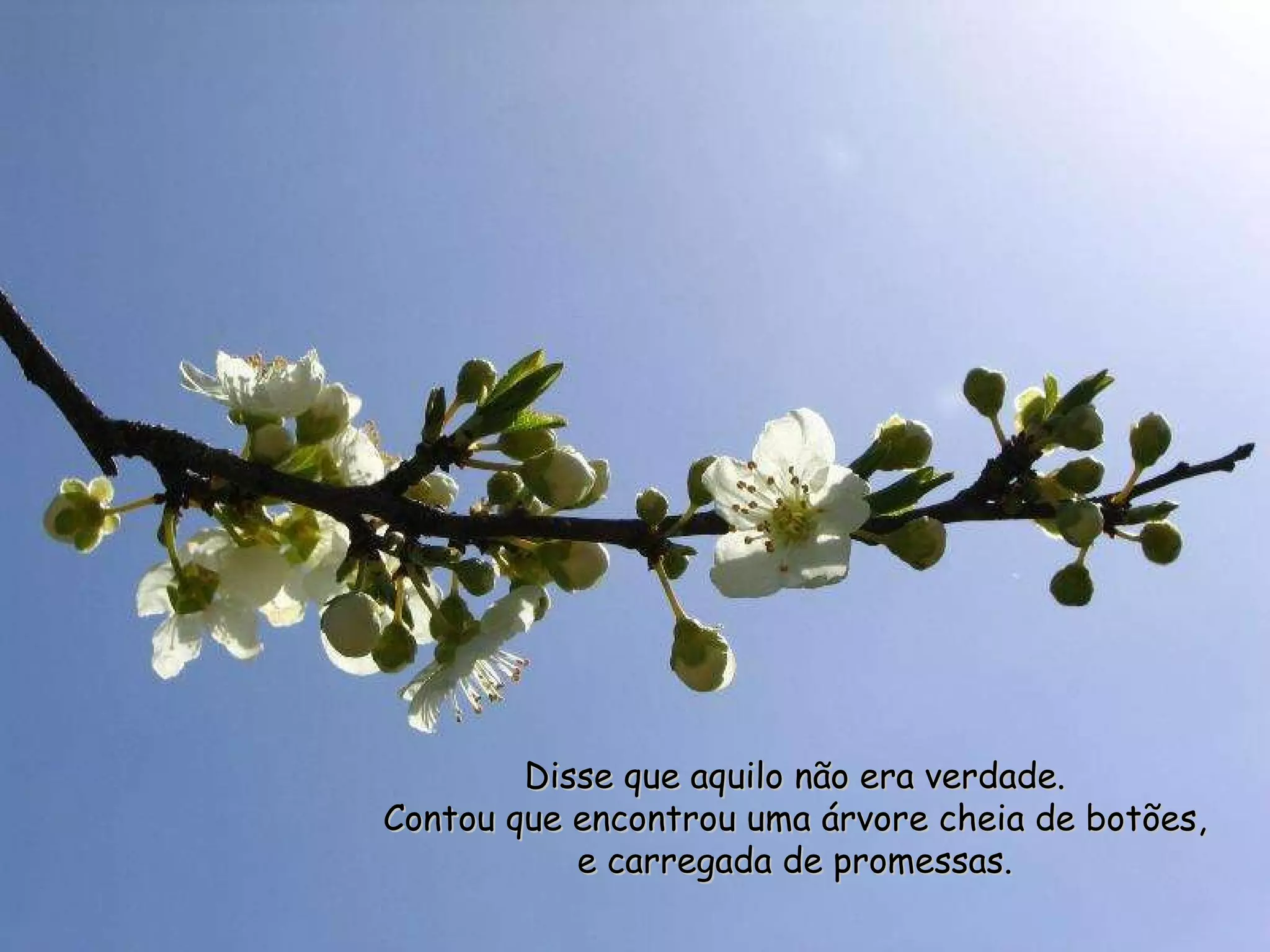 Disse que aquilo não era verdade. Contou que encontrou uma árvore cheia de botões, e carregada de promessas. 