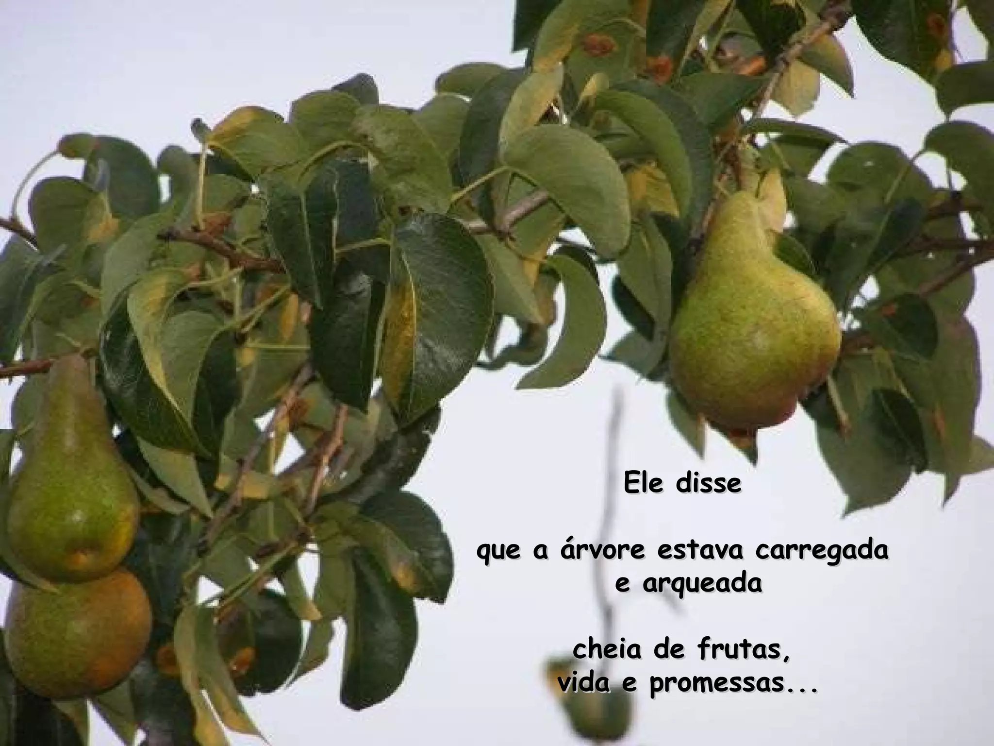 Ele disse  que a árvore estava carregada  e arqueada cheia de frutas,  vida e promessas... 