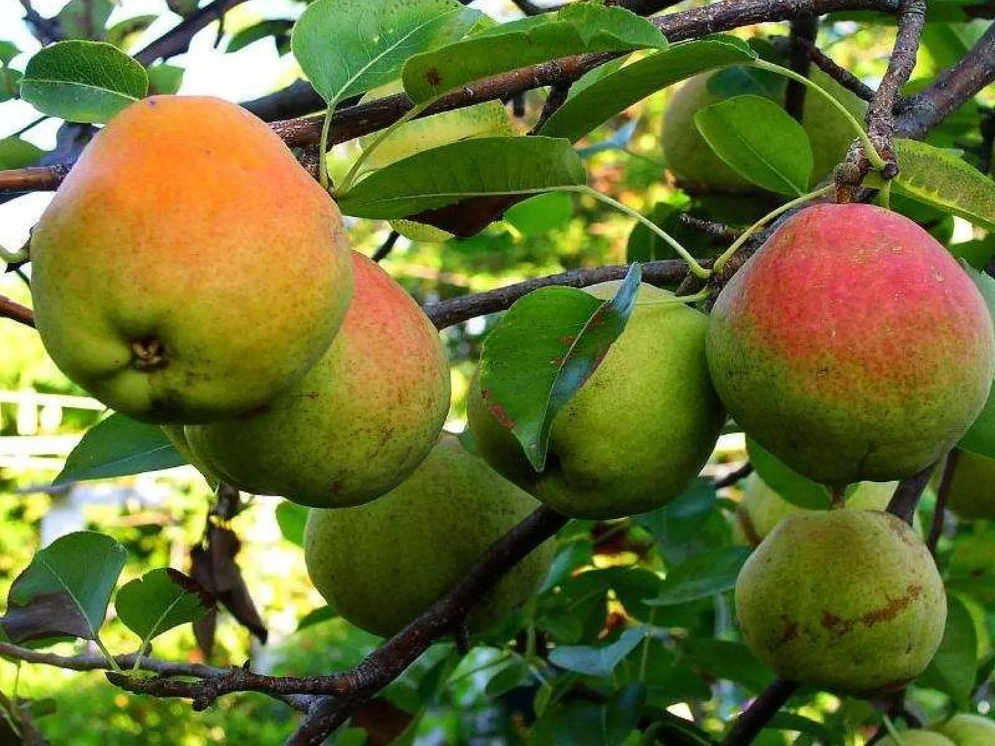 Discordou de todos eles; ele disse que a árvore  estava carregada e arqueada,  cheia de frutas, vida e promessas... 
