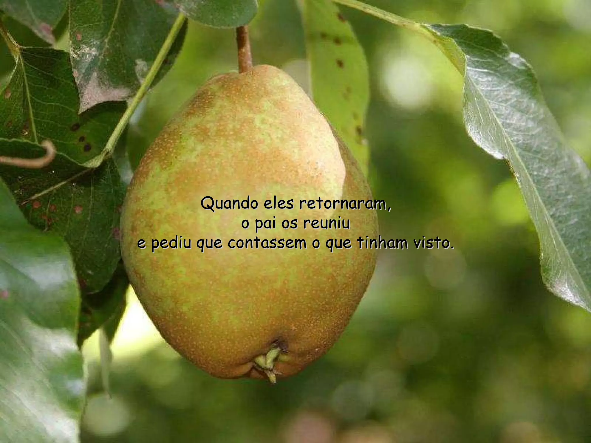 Quando eles retornaram, o pai os reuniu e pediu que contassem o que tinham visto. 