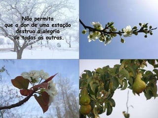 Não permita  que a dor de uma estação  destrua a alegria  de todas as outras. 