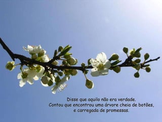 Disse que aquilo não era verdade. Contou que encontrou uma árvore cheia de botões, e carregada de promessas. 