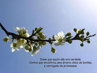 Disse que aquilo não era verdade.
Contou que encontrou uma árvore cheia de botões,
           e carregada de promessas.
 