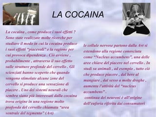 LA COCAINA
La cocaina , come produce i suoi effetti ?
Sono state realizzate molte ricerche per
studiare il modo in cui la cocaina produce    le cellule nervose partono dalla Avt si
i suoi effetti “piacevoli” e la ragione per   estendono alla regione conosciuta
cui provoca dipendenza . Ciò avviene ,        come “Nucleus accumbens”, una delle
probabilmente , attraverso il suo effetto     aree chiave del piacere nel cervello . In
sulle strutture profonde del cervello . Gli   studi su animali , ad esempio , tutto ciò
scienziati hanno scoperto che quando          che produce piacere , dal bere al
vengono stimolate alcune zone del             mangiare , dal sesso a molte droghe ,
cervello si produce una sensazione di         aumenta l'attività del “nucleus
piacere . Uno dei sistemi neurali che         accumbens” .
sembra siano più interessati dalla cocaina     continua dei neuroni è all'origine
trova origine in una regione molto            dell'euforia riferita dai consumatori
profonda del cervello chiamata “area
ventrale del tegmento” (Avt)
 