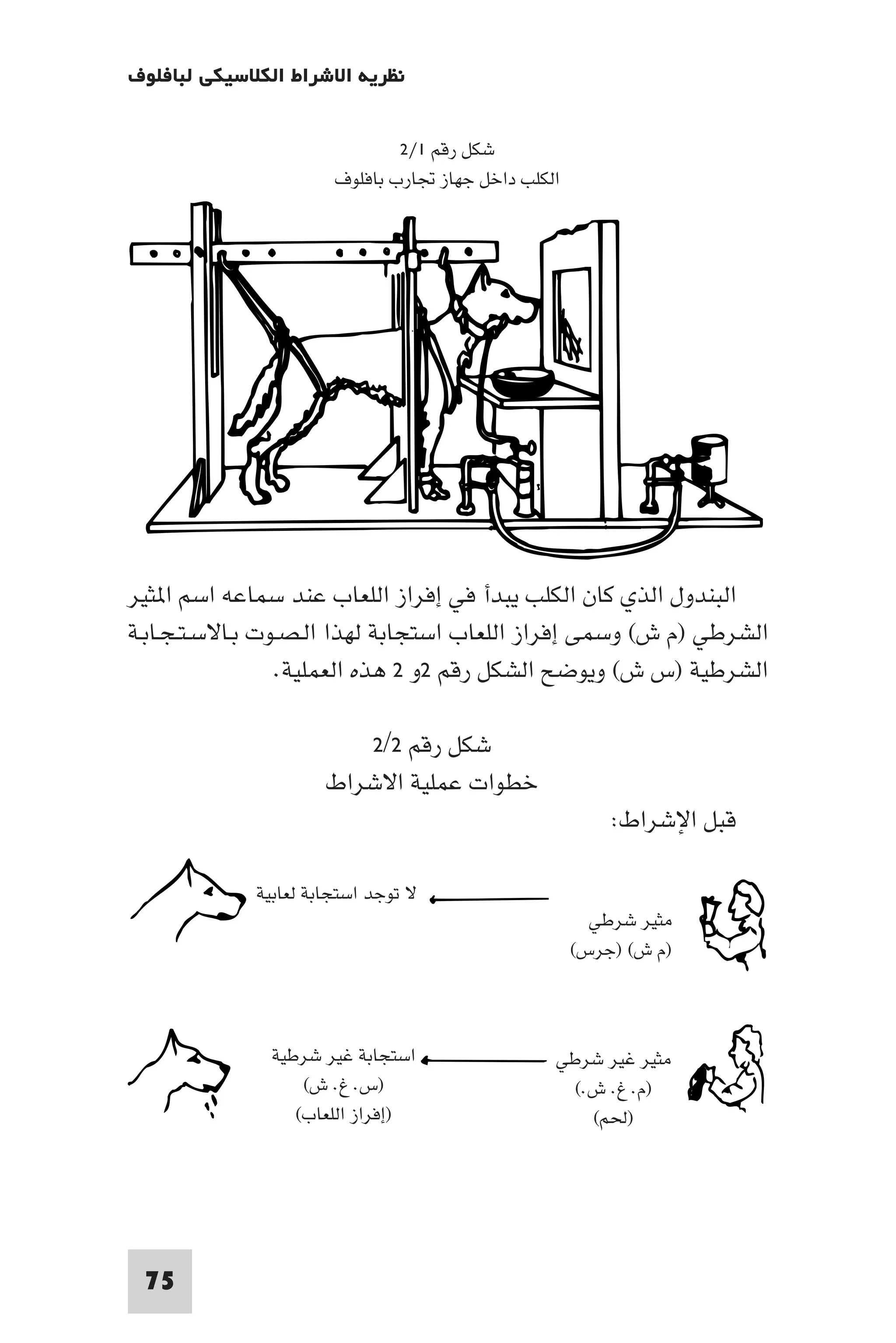 ‫ﻧﻈﺮﻳﺔ اﻻﺷﺮاط اﻟﻜﻼﺳﻴﻜﻲ ﻟﺒﺎﻓﻠﻮف‬

                               ‫ﺷﻜﻞ رﻗﻢ ١/٢‬
                       ‫اﻟﻜﻠﺐ داﺧﻞ ﺟﻬﺎز ﲡﺎرب ﺑﺎﻓﻠﻮف‬




‫اﻟﺒﻨﺪول اﻟﺬي ﻛﺎن اﻟﻜﻠﺐ ﻳﺒﺪأ ﻓﻲ إﻓﺮاز اﻟﻠﻌﺎب ﻋﻨﺪ ﺳﻤﺎﻋﻪ اﺳﻢ ا ﺜﻴﺮ‬
‫اﻟﺸﺮﻃﻲ )م ش( وﺳﻤﻰ إﻓﺮاز اﻟﻠﻌﺎب اﺳﺘﺠﺎﺑﺔ ﻟﻬﺬا اﻟـﺼـﻮت ﺑـﺎﻻﺳـﺘـﺠـﺎﺑـﺔ‬
                 ‫اﻟﺸﺮﻃﻴﺔ )س ش( وﻳﻮﺿﺢ اﻟﺸﻜﻞ رﻗﻢ ٢و ٢ ﻫﺬه اﻟﻌﻤﻠﻴﺔ.‬

                         ‫ﺷﻜﻞ رﻗﻢ ٢/٢‬
                      ‫ﺧﻄﻮات ﻋﻤﻠﻴﺔ اﻻﺷﺮاط‬
                                                         ‫ﻗﺒﻞ اﻹﺷﺮاط:‬

             ‫ﻻ ﺗﻮﺟﺪ اﺳﺘﺠﺎﺑﺔ ﻟﻌﺎﺑﻴﺔ‬
                                                       ‫ﻣﺜﻴﺮ ﺷﺮﻃﻲ‬
                                                     ‫)م ش( )ﺟﺮس(‬



               ‫اﺳﺘﺠﺎﺑﺔ ﻏﻴﺮ ﺷﺮﻃﻴﺔ‬                 ‫ﻣﺜﻴﺮ ﻏﻴﺮ ﺷﺮﻃﻲ‬
                   ‫)س. غ. ش(‬                       ‫)م. غ. ش.(‬
                  ‫)إﻓﺮاز اﻟﻠﻌﺎب(‬                     ‫)ﳊﻢ(‬




 ‫57‬
 