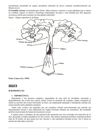 normalmente encontrado na vagina, procedente sobretudo da cérvix, aumenta consideravelmente nas
fêmeas em cio.
5) Genitália externa: Constituída pelo clitóris, lábios maiores e menores e certas glândulas que se abrem
no vestíbulo vaginal. O clitóris é homólogo embriológico do pênis e está formado por dois pequenos
cavernosos eréteis que terminam em uma glande rudimentar.
Figura – Órgãos reprodutivos da fêmea




Fonte: Lima et al. ( 1995)



AULA 4

►REPRODUÇÃO

     IMPORTÂNCIA
    Reprodução é um processo complexo, dependendo de uma série de atividades, maturação e
desprendimento dos óvulos dos ovários, desejo sexual no momento da ovulação, cópula, transporte do
sêmen ao encontro dos óvulos fertilizados ao útero, sua implantação adequada e subseqüente nutrição dos
recém-nascidos pelas glândulas mamárias.
    Todos esses eventos são regulados por um complexo sistema neuro-hormonal que permite um
funcionamento normal e bem balanceado dos órgãos terminais afetados por hormônios, daí resultando
perfeita sincronização da função do mecanismo sexual.
   A espécie suína é multípara, do tipo poliestral não estacional com cios ocorrendo com intervalos de 21
dias, possuindo ovulação espontânea nos dois ovários. São animais altamente prolíferos, podendo produzir
mais de 20 leitões em dois partos por ano. Iniciam a vida reprodutiva bastante jovens. Aos 8 meses os
animais já estão aptos a procriar.



                                                 31
 