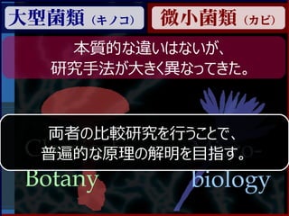 大型菌類（キノコ） 微小菌類（カビ）
    本質的な違いはないが、
   研究手法が大きく異なってきた。



   両者の比較研究を行うことで、
 Classical   Micro-
  普遍的な原理の解明を目指す。
 Botany      biology
 