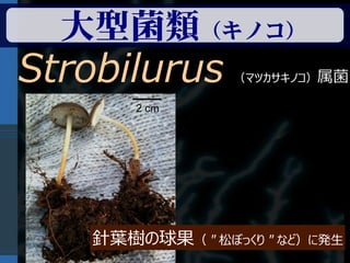 大型菌類（キノコ）
Strobilurus     （マツカサキノコ）属菌

       2 cm




   針葉樹の球果（ " 松ぼっくり " など）に発生
 