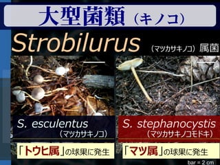 大型菌類（キノコ）
Strobilurus           （マツカサキノコ）属菌




S. esculentus     S. stephanocystis
      （マツカサキノコ）      （マツカサキノコモドキ）

「トウヒ属」の球果に発生      「マツ属」の球果に発生
                             bar = 2 cm
 